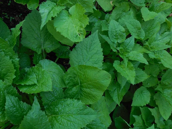 Bellflower Broadleaf Campanula Latifolia Spring Only Leaves Formation Peduncle Buds — Photo