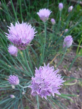 Şnitt-soğan, veya skoroda (Allium schoenoprasum), Mayıs veya Haziran 'da çiçek açar.