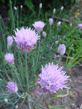 Şnitt-soğan, veya skoroda (Allium schoenoprasum), Mayıs veya Haziran 'da çiçek açar.