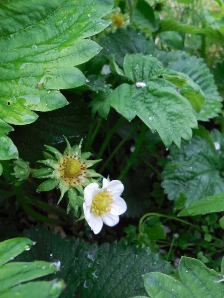 Les Fraises Fleurissent Dans Jardin Une Fleur Blanche Avec Des — Photo