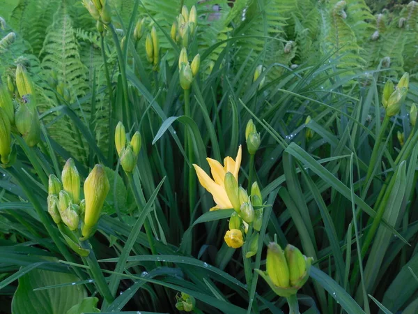 Muitos Botões Alguns Começando Florescer Flores Lírio Amarelo Hemerocallis Fundo — Fotografia de Stock