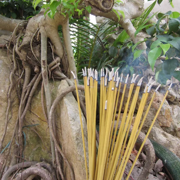 在石头和盆景树盘根错节的背景上抽黄香棒 印度香 — 图库照片