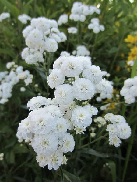 Белоснежные Соцветия Achillea Ptarmica Фоне Зеленых Листьев Саду — стоковое фото