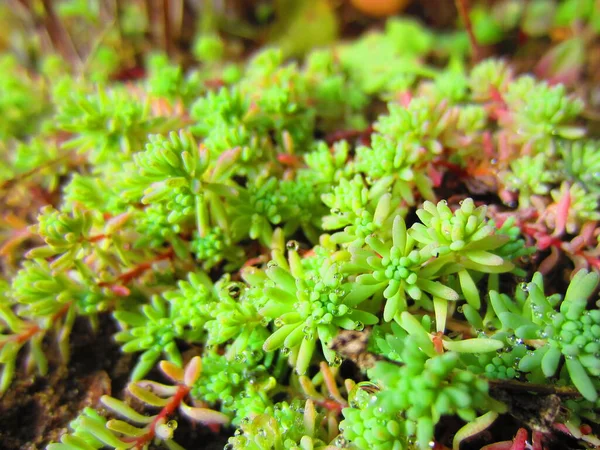 Kaya Bahçeleri Kayalar Için Çimenlik Sedum Bitkisi Küçük Açık Yeşil — Stok fotoğraf