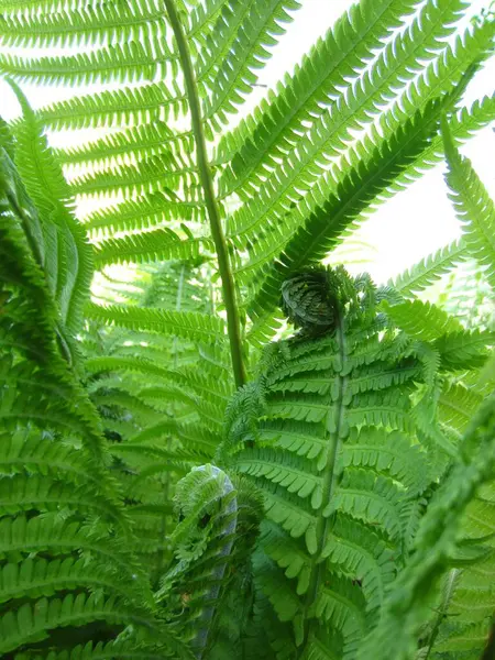 Ostrich Fern Matteuccia Struthiopteris Spring Early Summer Leaves Branches Shoots — Stock Photo, Image
