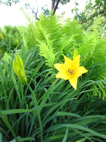 Gündüzün Parlak Limon Sarısı Çiçeği Hemerocallis Devekuşu Eğreltiotu Yeşili Matteuccia — Stok fotoğraf