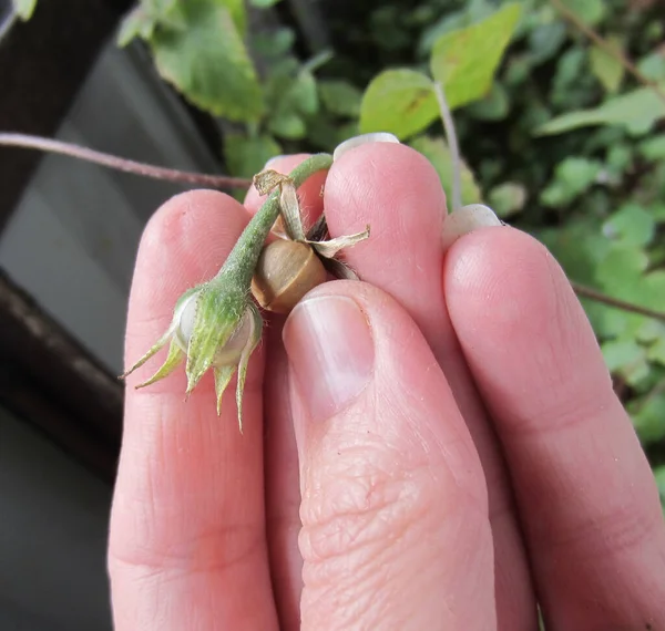 Lådor Med Mogna Ipomoea Frön Kvinnas Hand — Stockfoto