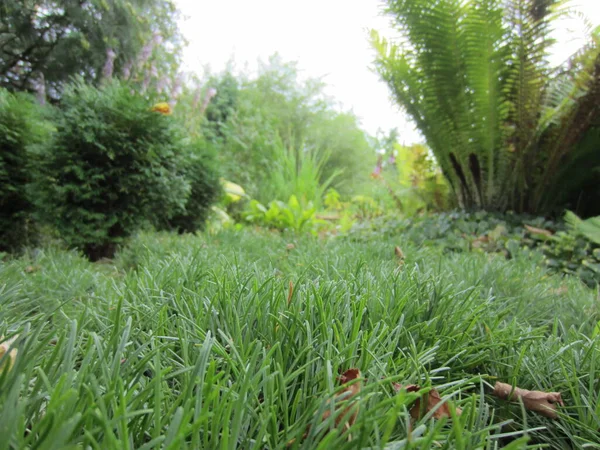 Liście Rozety Armeria Maritima Tworzą Solidną Zieloną Osłonę Podobną Trawnika — Zdjęcie stockowe