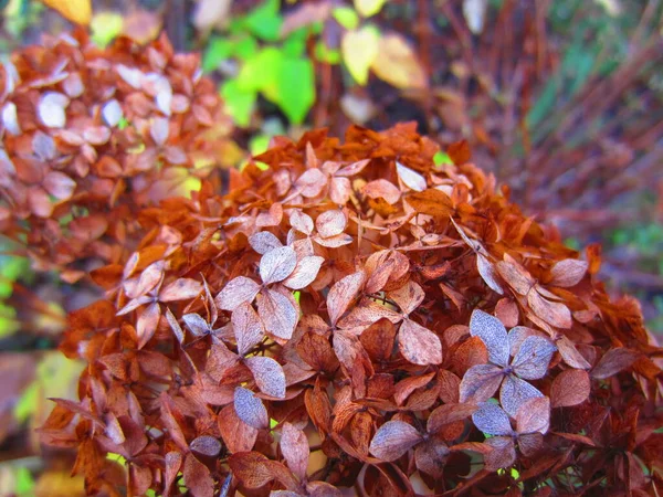 Suszone Brązowe Kwiatostany Hortensji Hydrangea Arborescens Jesienią Październik Lub Listopad — Zdjęcie stockowe