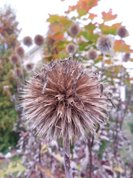 Inflorescências Esféricas Secas Com Sementes Maduras Planta Medicinal Ornamental Echinops — Fotografia de Stock