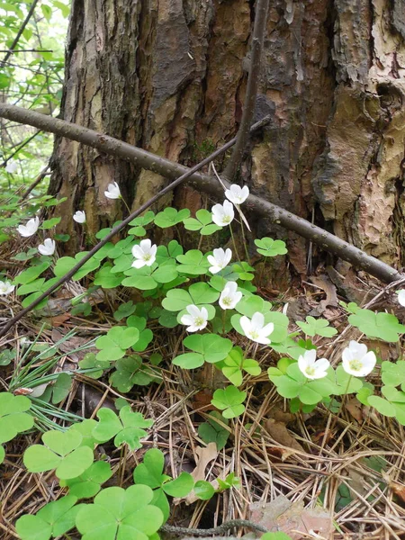 Weiße Zarte Blüten Von Oxalis Acetosella Öffnen Sich Frühling Vor — Stockfoto
