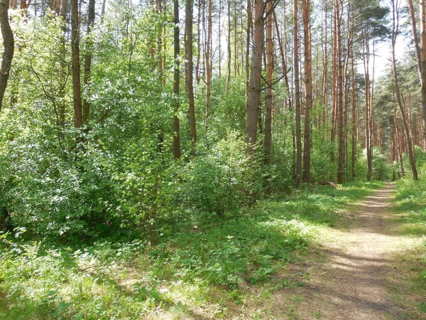 Güneşli havada çam ormanı. İnce, düz gövdeli ağaçlar ve altında yeni açılmış yapraklar olan bir sürü çalı. Yakınlarda toprak bir yol var..