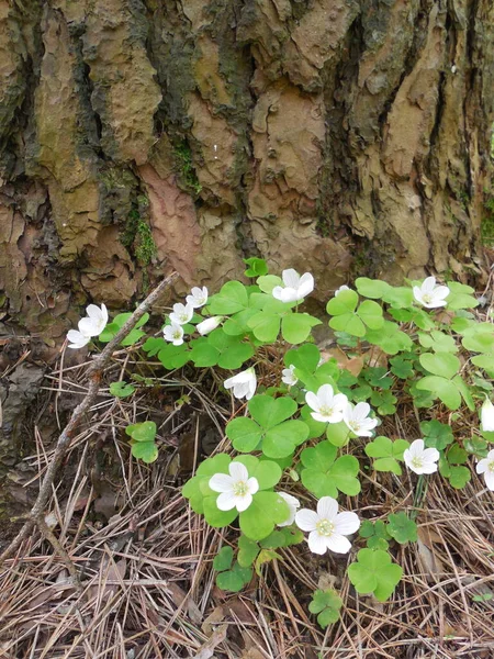 Flores Blancas Delicadas Oxalis Acetosella Abren Primavera Sobre Fondo Hojas —  Fotos de Stock