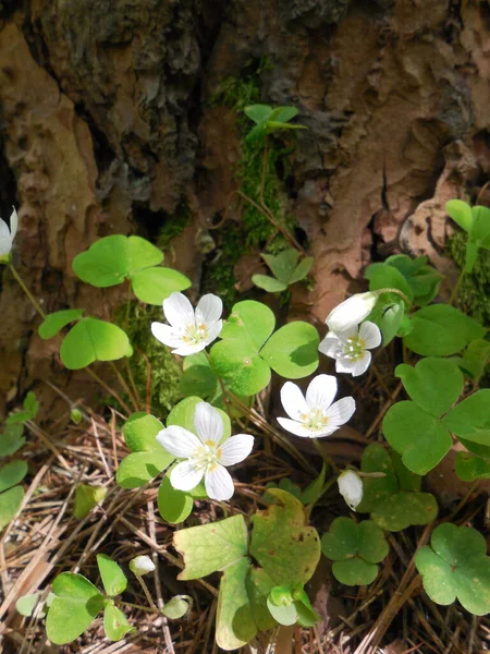 Flores Blancas Delicadas Oxalis Acetosella Abren Primavera Sobre Fondo Hojas —  Fotos de Stock