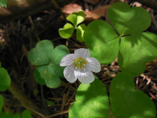 Flores Blancas Delicadas Oxalis Acetosella Abren Primavera Sobre Fondo Hojas —  Fotos de Stock