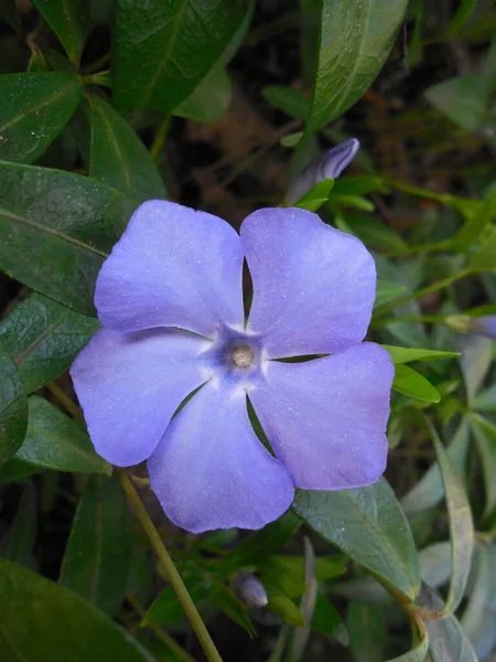 Violeta Azul Sombra Pervanche Flor Periwinkle Vinca Fundo Folhas Verdes — Fotografia de Stock