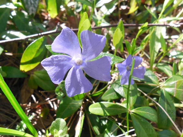 Фіолетово Синій Відтінок Pervanche Квітка Periwinkle Вінка Тлі Темно Зеленого — стокове фото