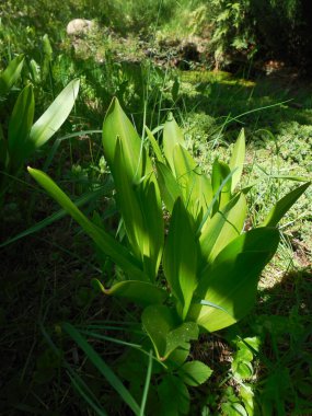 İlkbaharın sonunda ya da yazın başında Colchicum. Sararmaya ve kurumaya başlamadan önce güneş ışığında büyük yeşil yapraklar..