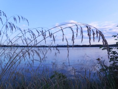 Büyük bir göletin arka planında zarif bir şekilde eğilmiş mısır gevreği bitkileri (otlar). Stroginskaya taşkın ovası (Stroginsky zaton) Moskova 'da. Yaz akşamı, güzel su manzarası..