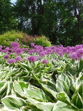 Süslü soğan (Allium) arkaplanındaki mor-pembe infloresans yeşil-beyaz hosta (Funkia) ve diğer bitkilerin geniş bir karışım sınırındaki yaprakları.