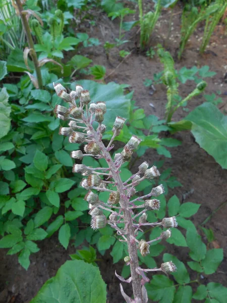 Floraison Printemps Plante Sauvage Jardin Vivace Grandes Feuilles Petasites — Photo