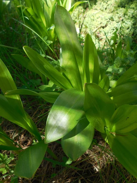 Outono Colchicum Final Primavera Início Verão Grandes Folhas Verdes Sob — Fotografia de Stock