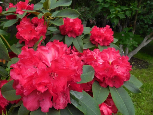 Splendida Fioritura Spettacolare Rododendro Sempreverde Rosa Rosso Azalea Con Infiorescenze Immagine Stock