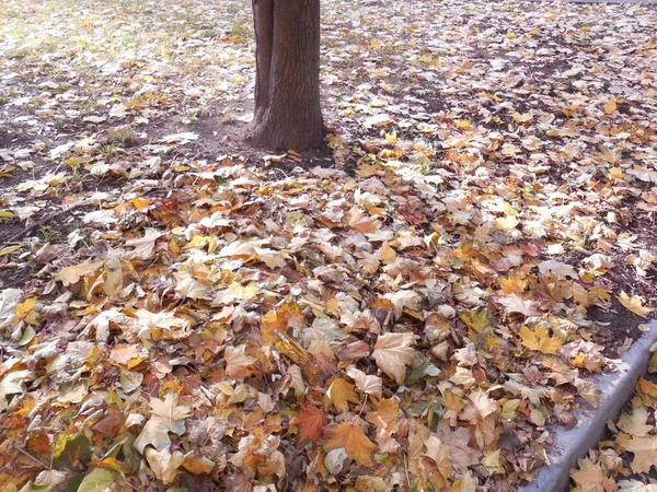 Muchas Hojas Arce Otoño Que Cayeron Césped Acera Otoño —  Fotos de Stock