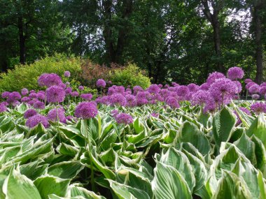 Süslü soğan (Allium) arkaplanındaki mor-pembe infloresans yeşil-beyaz hosta (Funkia) ve diğer bitkilerin geniş bir karışım sınırındaki yaprakları.