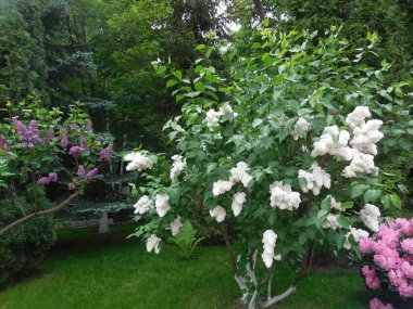 Leylak (şırınga) ve Rododendron (Azalea) parlak ve görkemli çiçekleri).