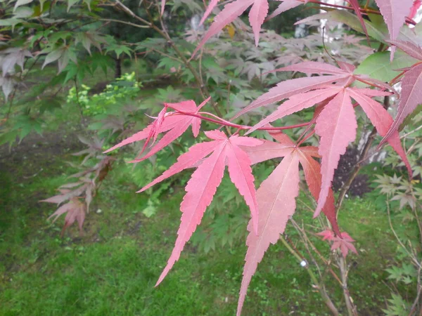 Acer Palmatum Palm Shaped Japanese Fan Shaped Bright Red Carved — Stock Photo, Image