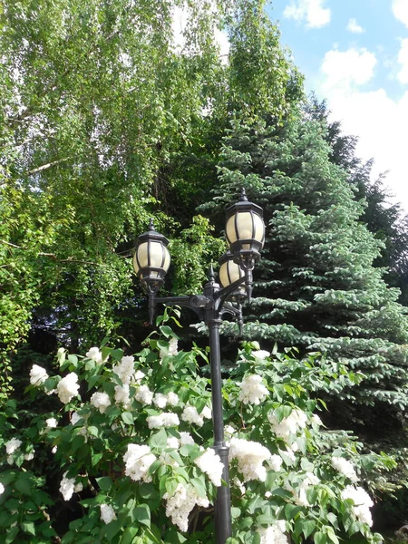 Gyönyörű Fém Hármas Lámpák Fehér Plafonok Mellett Fehér Virágzó Orgona — Stock Fotó