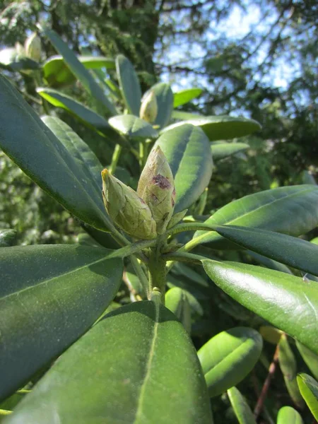 Bud Şişkinlikle Tomurcuk Her Zaman Yeşil Olan Rhododendron Gelecek Sezon — Stok fotoğraf