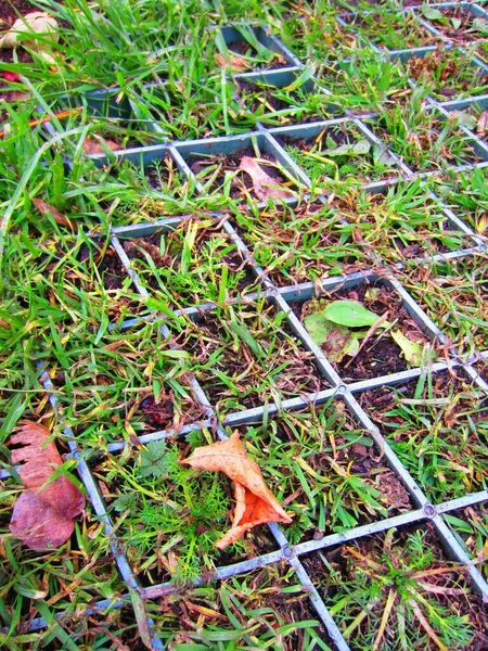 Green geogrid for strengthening the ground in the parking lot. Grass and other plants have already appeared in the cells.