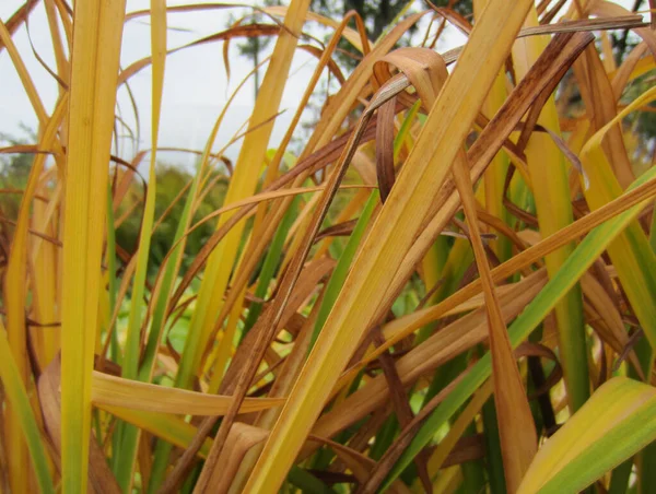 Folhagem Crepúsculo Hemerocallis Muda Verde Para Amarelo Marrom Outono — Fotografia de Stock