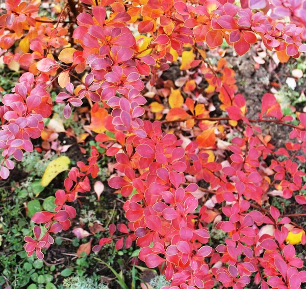 Berberitze Berberis Mit Leuchtend Rotem Laub Herbstgarten — Stockfoto