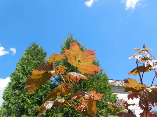 Junge Blätter Mit Einem Rötlichen Farbton Von Ahorn Acer Platanoides — Stockfoto