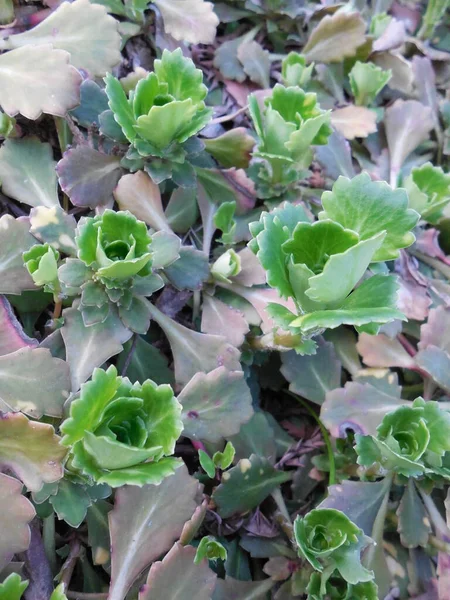 Saxifraga Umbrosa Είναι Ένα Φυτό Ανθοφόρου Εδάφους Την Άνοιξη Μετά — Φωτογραφία Αρχείου