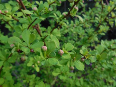 Sarı yapraklı Thunberg böğürtlen (Berberis) Barberry (Berberis) Aurea. Baharda bahçede çalı çiçek açar..