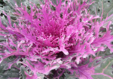 Sonbaharda süslü lahanaların (Brassica oleracea) lüks, açık iş pembe-yeşil yaprakları.