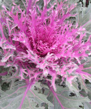 Sonbaharda süslü lahanaların (Brassica oleracea) lüks, açık iş pembe-yeşil yaprakları.