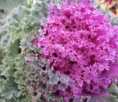 Sonbaharda süslü püslü pembe-yeşil-mavi lahana yaprakları (Brassica oleracea).