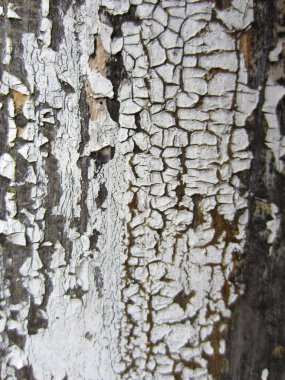 Neredeyse soyulmuş, bükülmüş beyaz boyayla kaplı çok eski bir ahşap duvar..