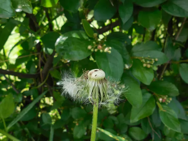 Diente León Blanco Taraxacum Con Semillas Maduras Caídas Sobre Fondo —  Fotos de Stock