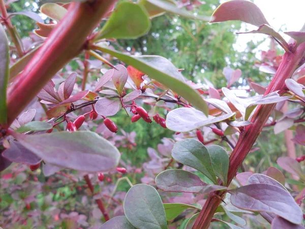 Barberry Berberis Ciemno Fioletowymi Liśćmi Małymi Czerwonymi Owocami — Zdjęcie stockowe