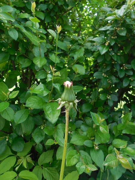 Πικραλίδα Taraxacum Ωριμασμένους Σπόρους Αλλά Κλειστή Ταξιανθία Ένα Πράσινο Φόντο — Φωτογραφία Αρχείου