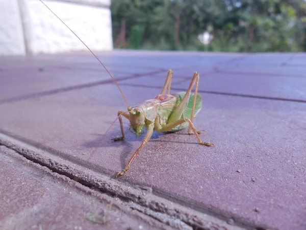 一只绿色的大蚱蜢 Tettigonia Cantans 靠着花园背景坐在一条铺好的门廊上 — 图库照片