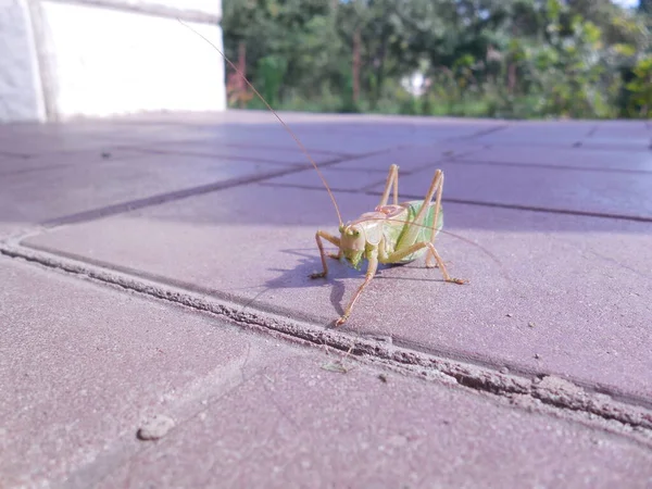 Large Green Song Grasshopper Tettigonia Cantans Sits Paved Porch Garden — Stock Photo, Image