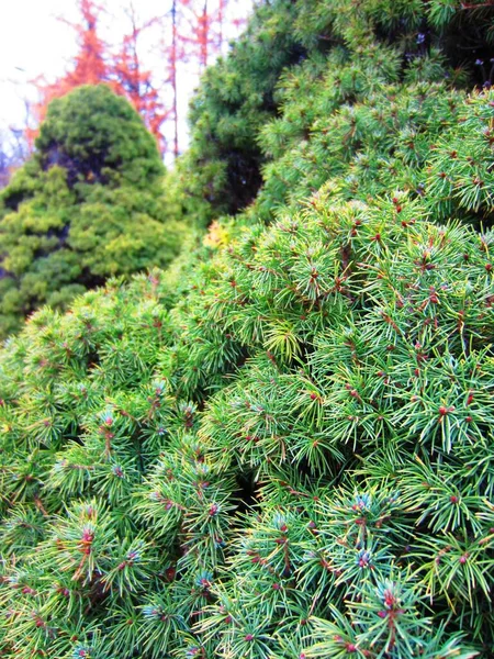 Las Agujas Hermoso Árbol Coníferas Con Una Densa Corona Cerca — Foto de Stock