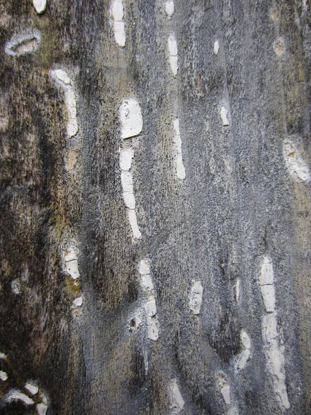 Eine Sehr Alte Holzwand Bedeckt Mit Fast Abblätternder Verdrehter Weißer — Stockfoto